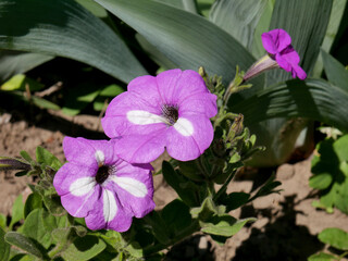 A small bush of purple-pink petunias with white spots on the petals grows in the garden.