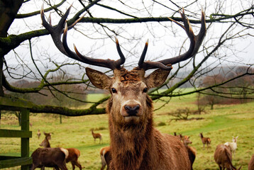Stag staring directly at Observer