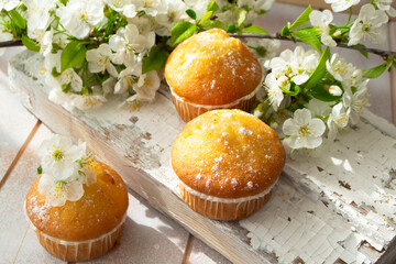 freshly baked homemade muffins, decorated with petals of spring flowers on a shabby wooden background