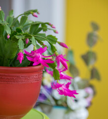 Blooming schlumbergera also called Christmas cactus or crab cactus