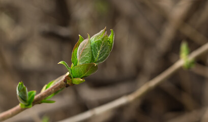 Closeup of young blooming leaf bud on maple tree with copy space, spring nature awakening