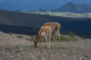 Naklejka na ściany i meble beautiful vicuñas in the chimborazo 