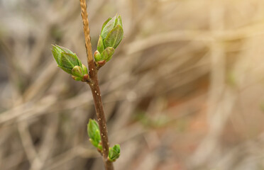 Closeup of young blooming leaf bud on maple tree with copy space, spring nature awakening
