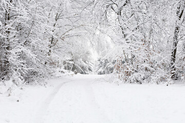 Snowy Way In Wintry Forest Background.