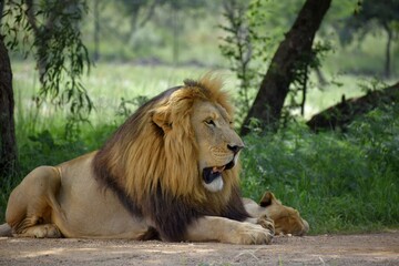 male lion in the wild