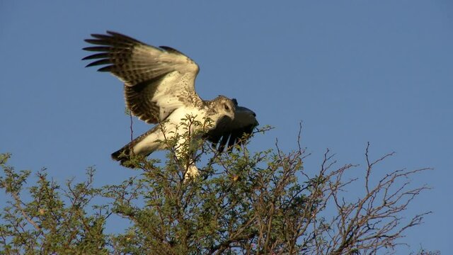 Wide shot of a Martial Eagle trying to balance with its wings on high up in the treetops, filmed in the Kalahari.