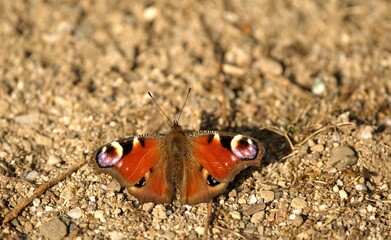Fototapeta na wymiar Butterfly Comma Aglais io in sunny day