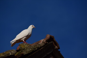White dove and blue sky