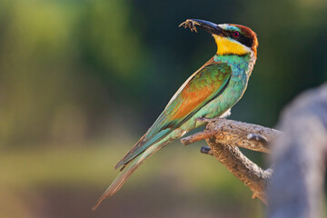 bee-eater with a bee in its beak in the evening light