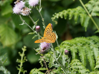 (Argynnis paphia) Der Kaisermantel oder Silberstrich Nahrungssuche auf einer Distelköpfen