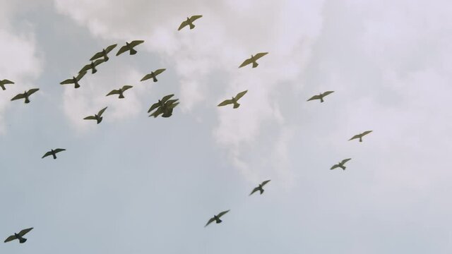 flock of birds flying through