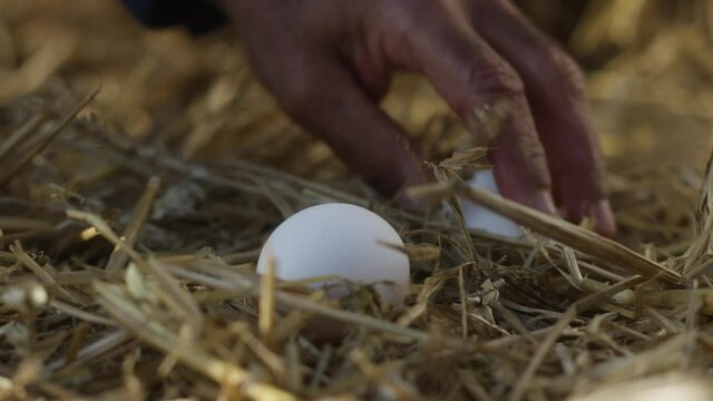 farmer collecting an egg laying in hay