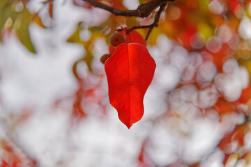 A Red Leaf in Autumn