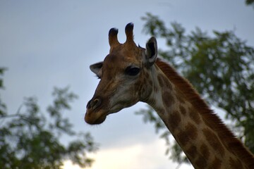 portrait of a giraffe