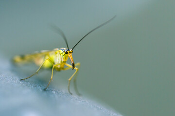 Yellow insect with long nose, close-up.
