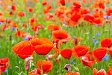 Field with a lot of red poppies.