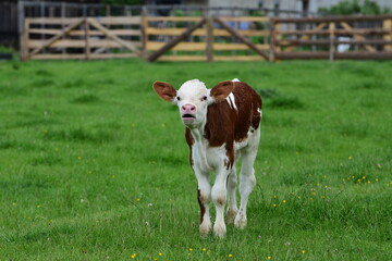 Calf in a green field