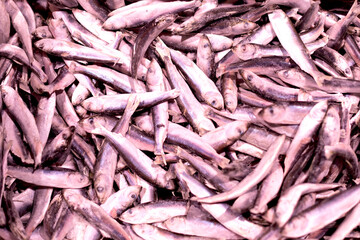 Lots of little frozen fish as background, texture, pattern.
