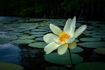 Lotus and lily pads