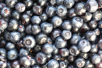 Lots of fresh, ripe blueberries as background, texture, pattern.