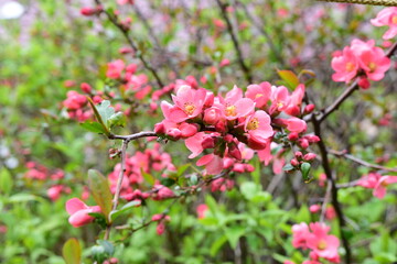 Pink flowers on a bush