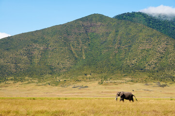Naklejka na ściany i meble Landscape with elephant in Ngorongoro C.A.
