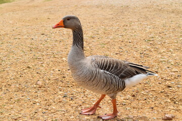 Duck on gravel