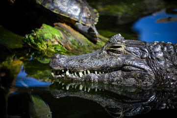 crocodile in the water