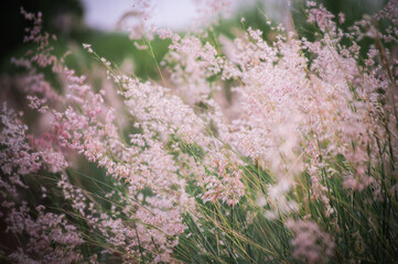 field of flowers