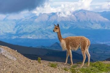 Foto auf Alu-Dibond beautiful vicuñas in the chimborazo  © ecuadorplanet 