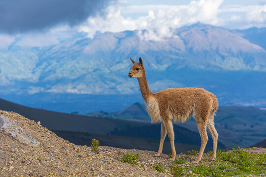 beautiful vicuñas in the chimborazo 