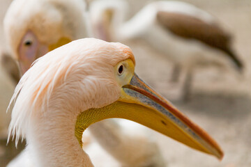 Portrait of a pink pelican by day