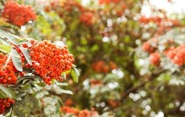 Ripe red viburnum with leaves on green backgrounds.