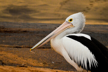 pelican on the beach