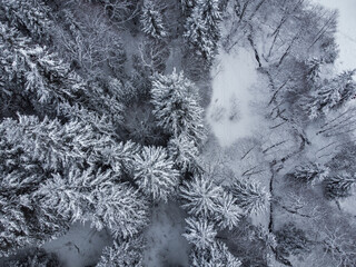 Snowy Spruce Forest Aerial View