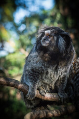 monkey sitting on a tree