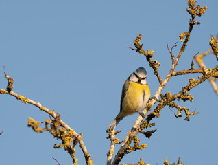 Blue Tit in a bare tree, facing the camera, with lichens on the tree and a blue sky background.