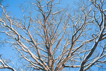 Fototapeta na wymiar sprawling oak covered with snow