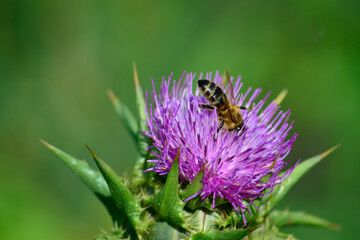 Little bee on purple thistle
