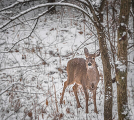 Whitetail female deer in Midwestern woods in winter looking at camera; snow and trees around