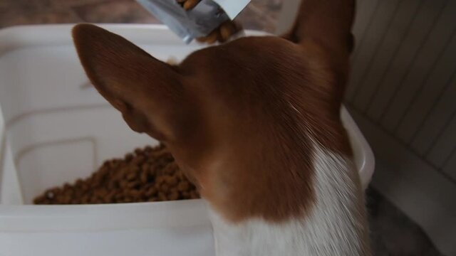 A Basenji dog eats dogfood from a pouring bag of kibble.