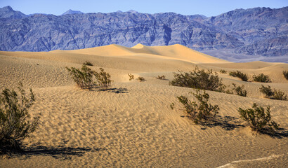 Fototapeta na wymiar Mesquite Flat Sand Dunes Afternoon Landscapes, Death Valley National Park, California