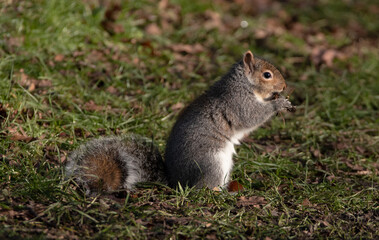 Naklejka na ściany i meble Grey squirrel eating in a small grass clearing.