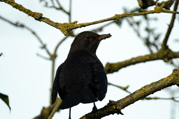 Male Blackbird perched in a bare tree with a muddy beak, surrounded by branches.