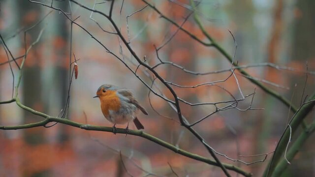 European Robin (Erithacus Rubecula) Looking Around While Resting On Branch Of Tree In Zeist, Netherlands. - selective focus