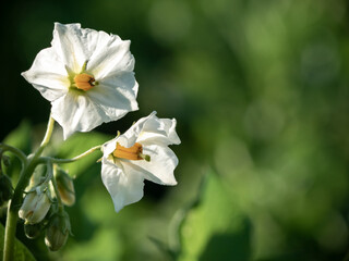Potato flowers blossom in sunlight grow in plant.