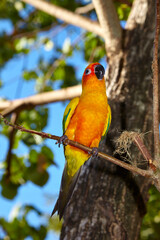 Beautiful variegated red-breasted parakeet taken outdoors.