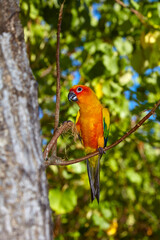 Beautiful variegated red-breasted parakeet taken outdoors.