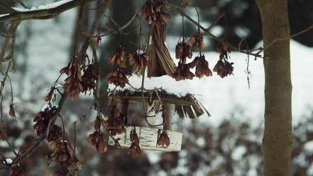 Chickadees fly and flit around rustic bird feeder hanging on snowy winter tree