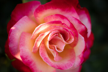 The perfect Valentines Day rose